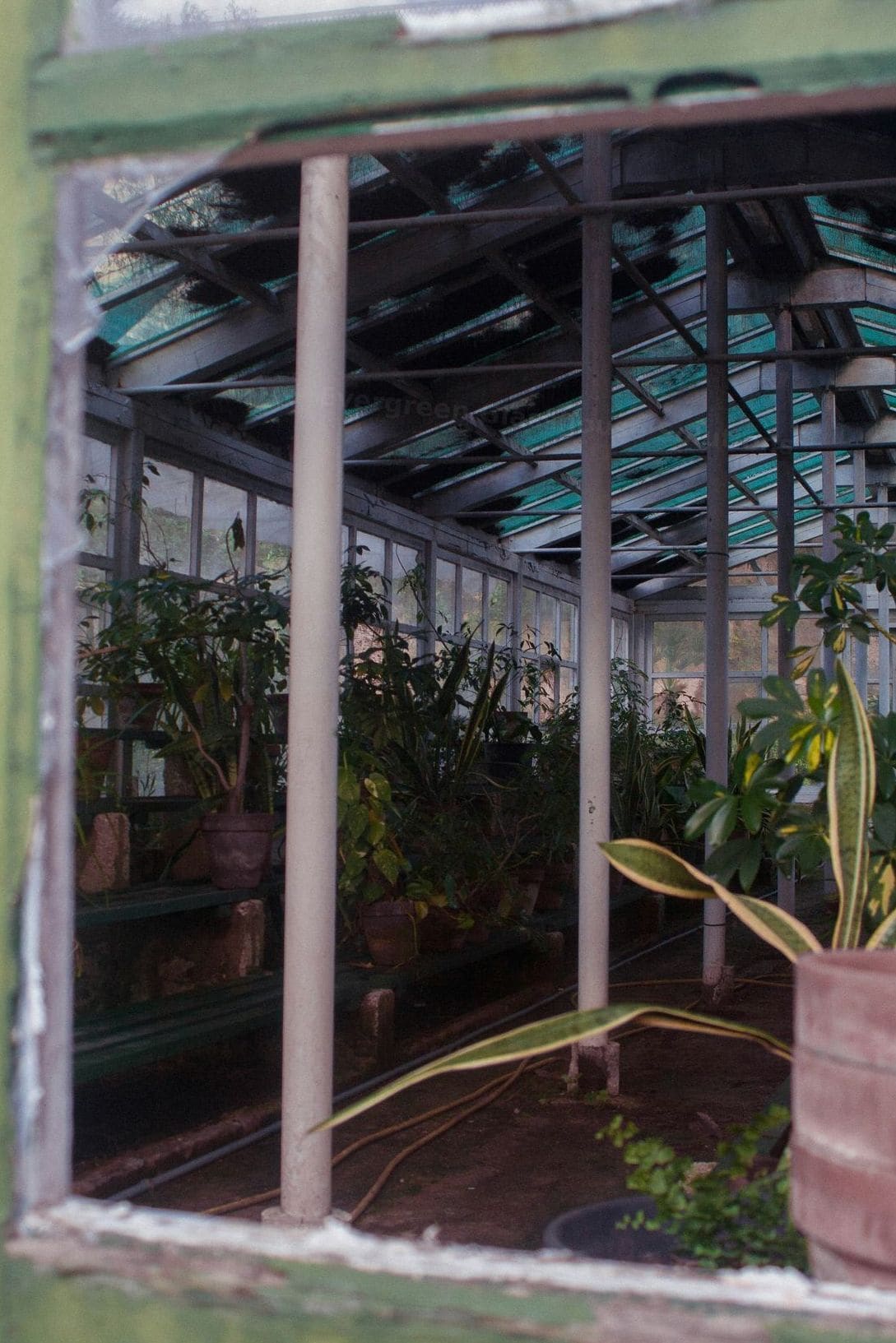 Evergreen Glasshouse Solutions 15