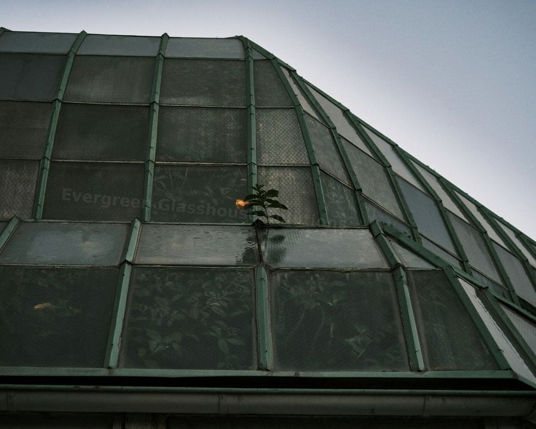 Evergreen Glasshouse Solutions 7