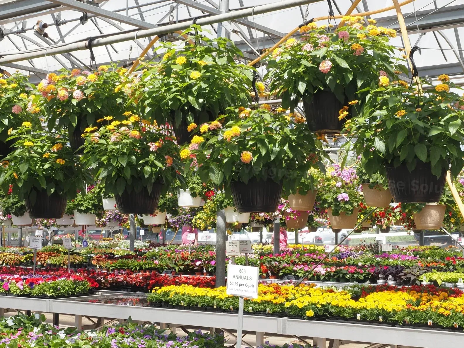 Evergreen Glasshouse Solutions